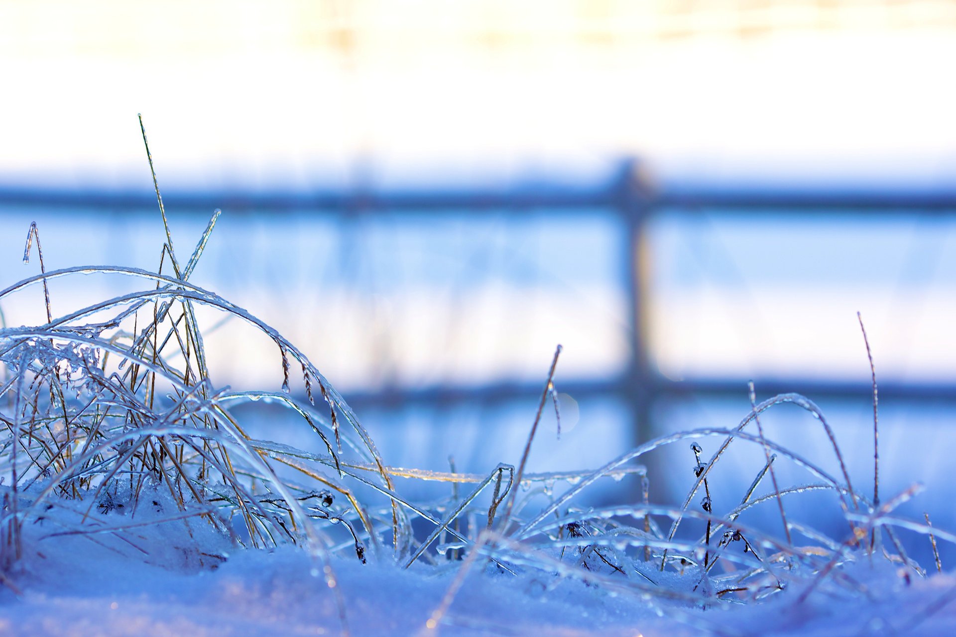 frozen grass snow blades of grass winter ice