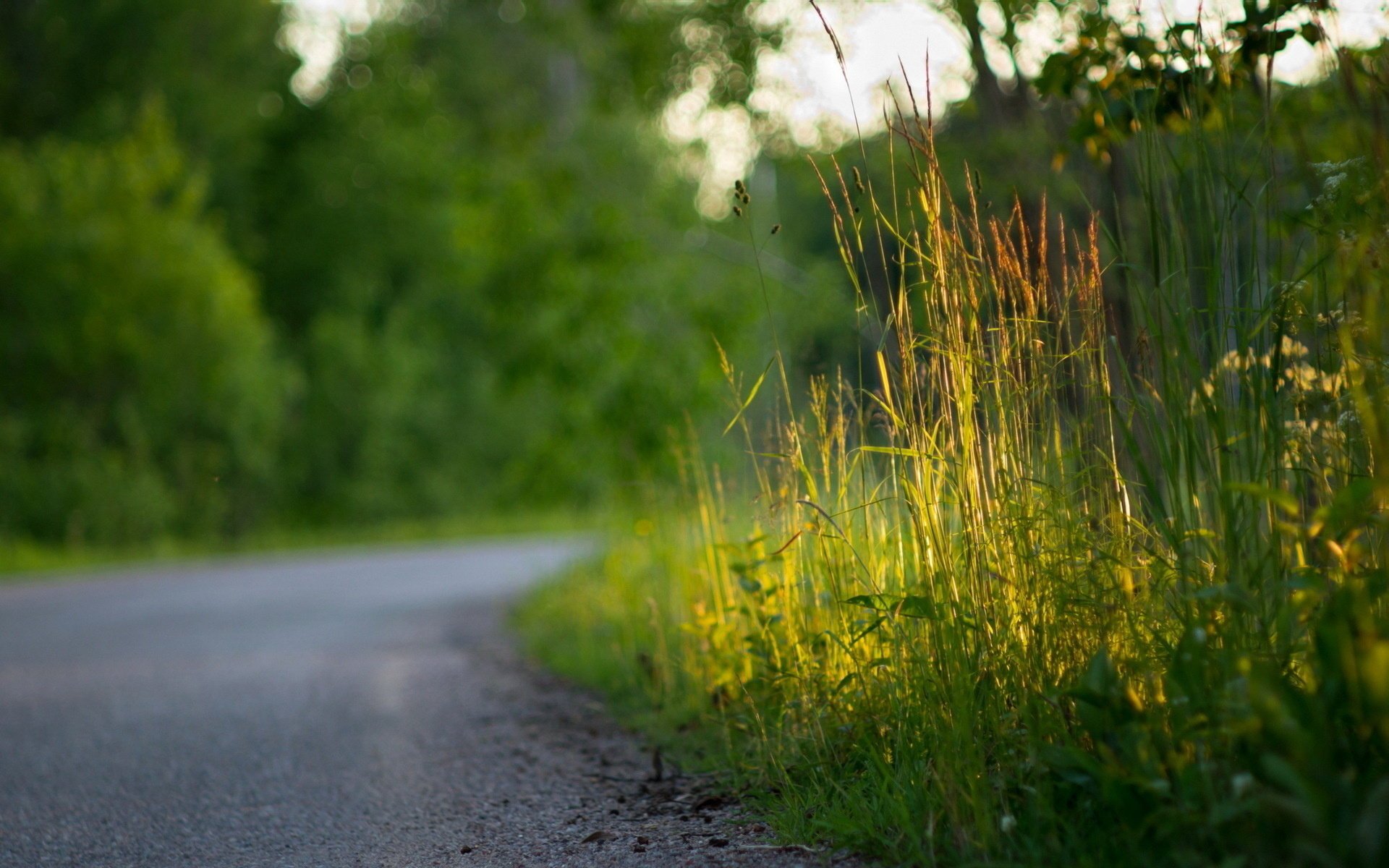 route gros plan herbe