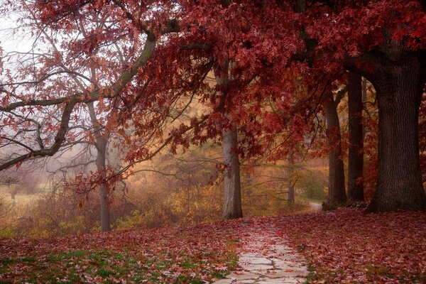 Autumn park path in red foliage