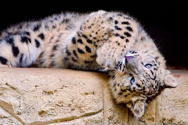 El leopardo de las Nieves Mira juguetonamente y se acuesta