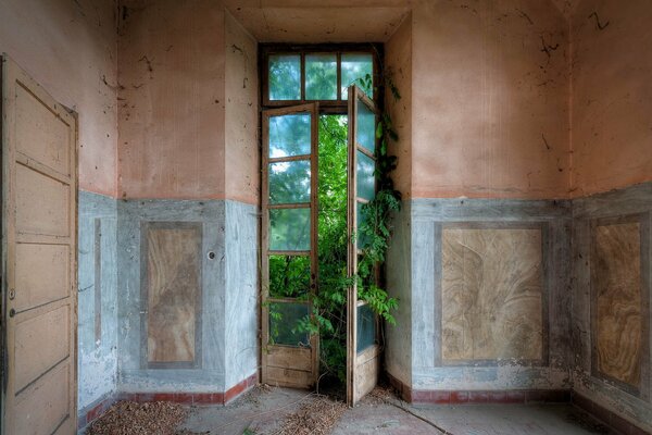 An open door with a growing vine