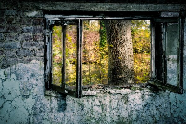 A window from a scary room to a beautiful autumn