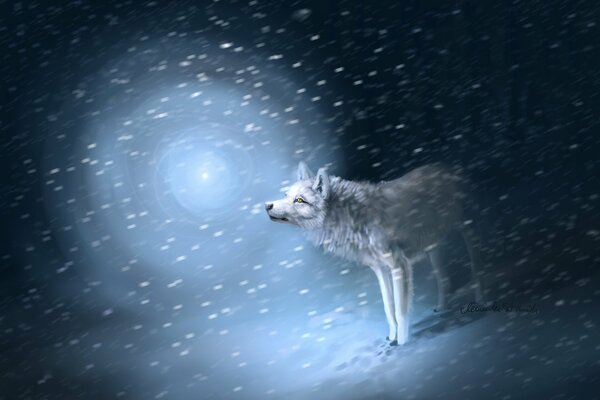 A white wolf in the snow in a blizzard looks at the light