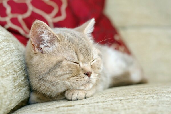 Die Katze schläft süß auf der Couch