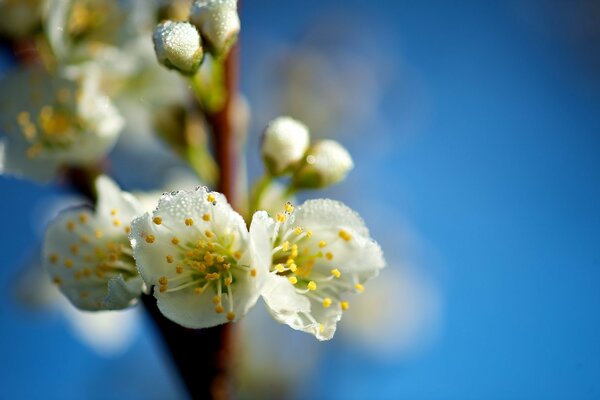 Macro shooting of a branch of flowers