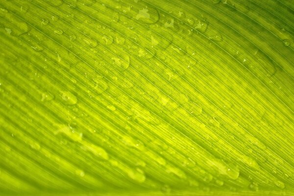 Macro image of dew drops on a green leaf