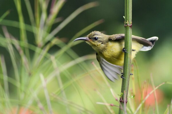 A small bird with a sharp curved beak is holding on to the stem