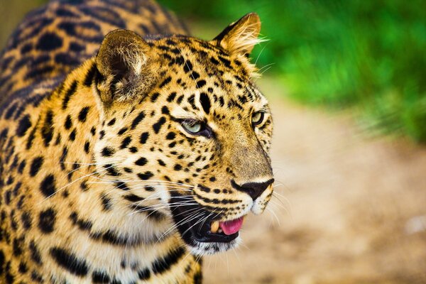 Большая пятнистая кошка леопард