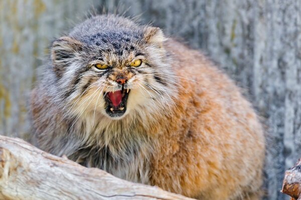 Animal prédateur-manul sur l arbre