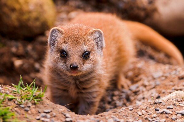 A young mongoose lurked at his burrow