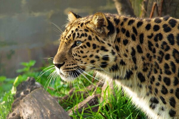 El leopardo del lejano Oriente Mira a lo lejos