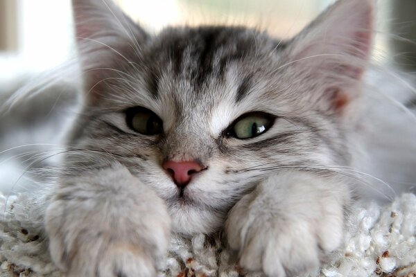 Маленькая серая кошка с красивым взглядом