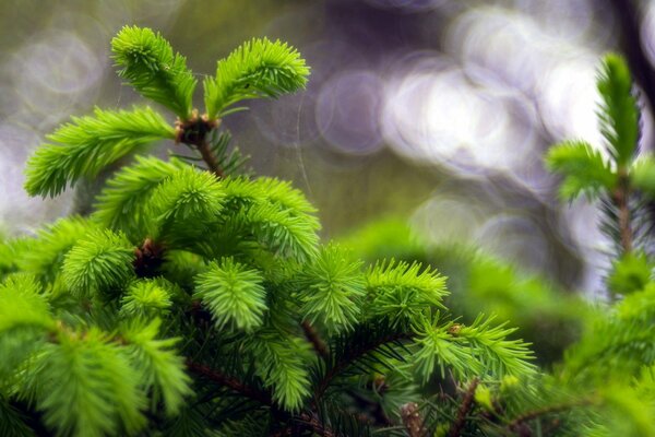 Makro fotografowanie zielonych gałęzi choinki
