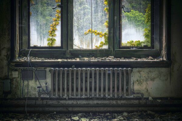Una vieja habitación abandonada con árboles que se asoman por la ventana