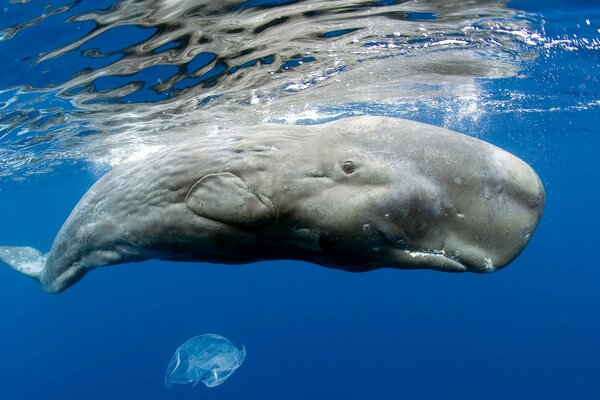 A large sperm whale swims in the ocean with a jellyfish
