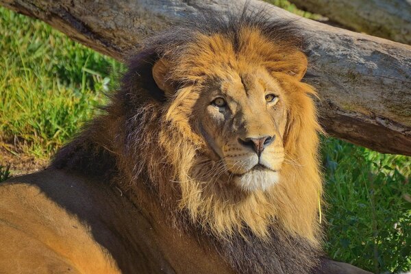 El León yace en la hierba verde