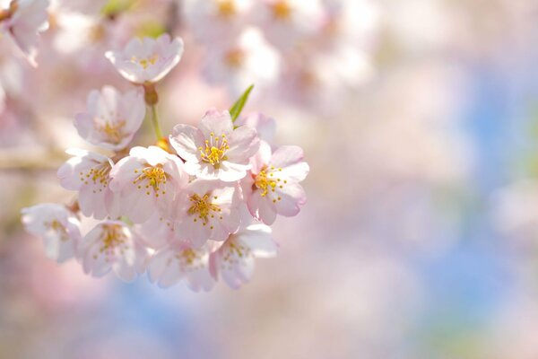 Ramoscello di Sakura su sfondo sfocato