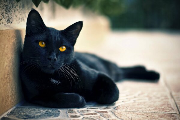 A black cat is lying on the street