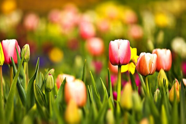 Rote Tulpen auf einer grünen Wiese