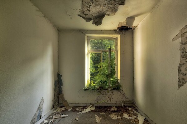 Sprouting shoots on the ruins of a house