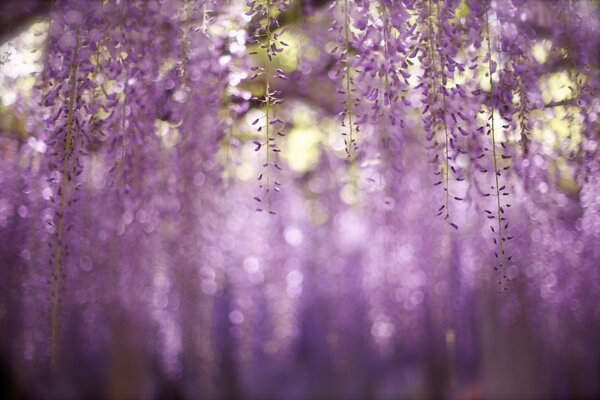 Flores púrpuras en ramas en macro fotografía