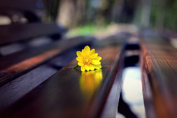 Одинокий жёлтый цветок на скамейке
