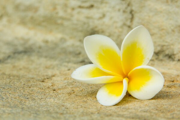 Samotny kwiat plumerii na piasku