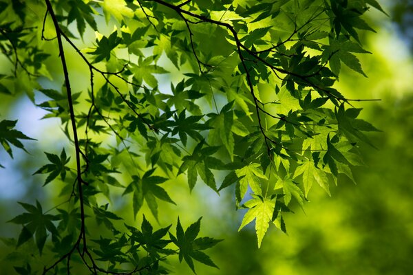 Зелёная листва на ветках дерева