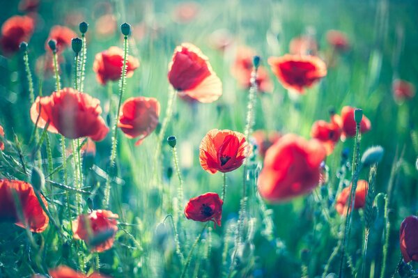 Champ vert avec coquelicots rouges