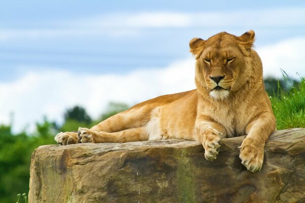 Lion couché sur la pierre