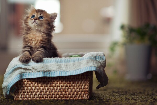 Hermoso gatito peludo en una cesta