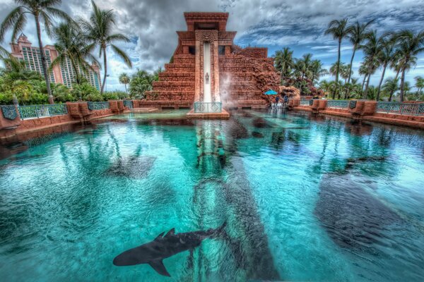 Gorgeous Bahamas with dolphins and palm trees