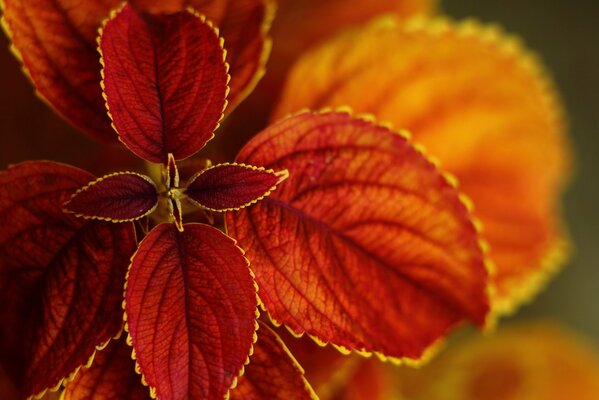 Feuilles d automne incroyables, avec des bords gras