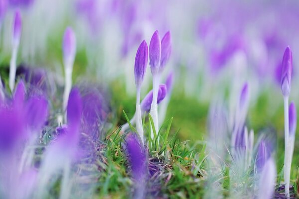 A field with beautiful and purple crocuses