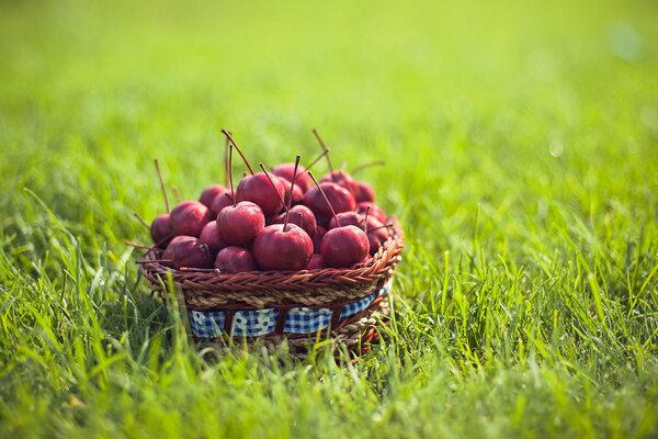 A basket of food on the grass. fruits, satchels in the sun