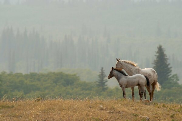 Beau paysage avec des chevaux. Cheval avec Poulain