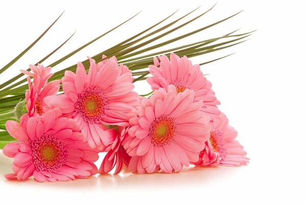 Bouquet of pink gerberas on a white background