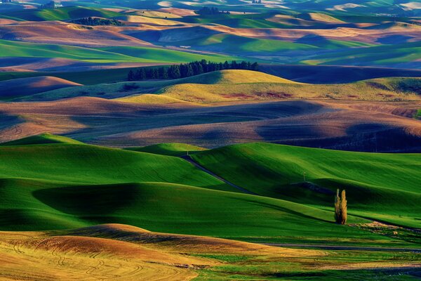 A carpet of hilly summer fields