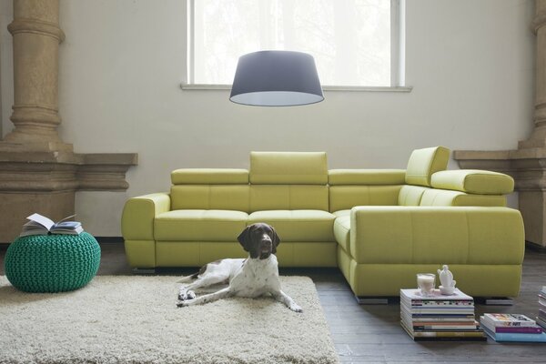 El perro se adapta perfectamente al interior de la habitación