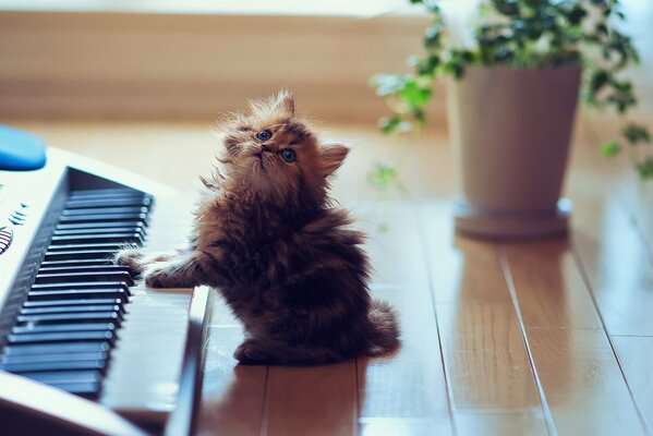 Chaton moelleux près du synthétiseur