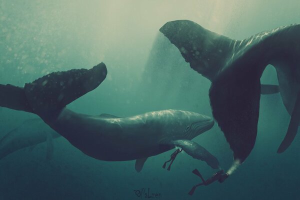 Pequeños buzos nadan con ballenas gigantes