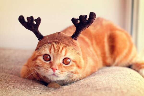 A red cat with deer horns on his head