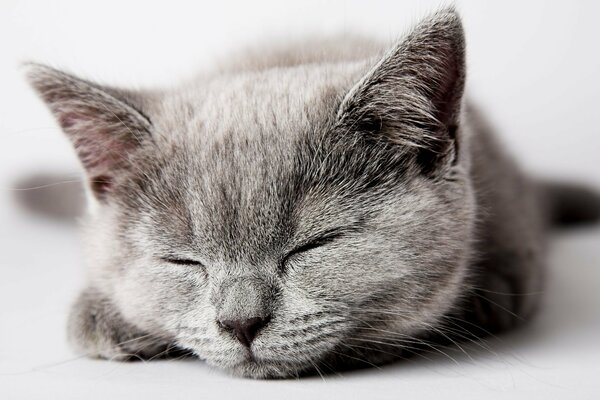 Grey kitten sleeping, white background