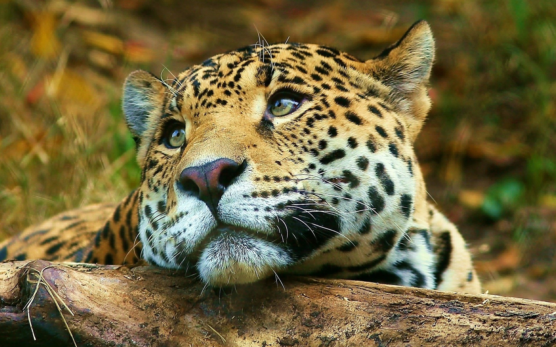 leopardo grande gatto animali savana pensosità muso