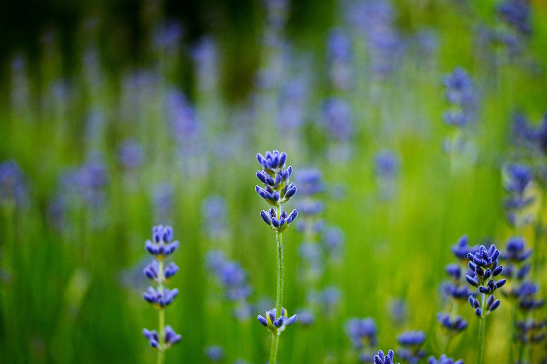 flou lavande champ gros plan bleu