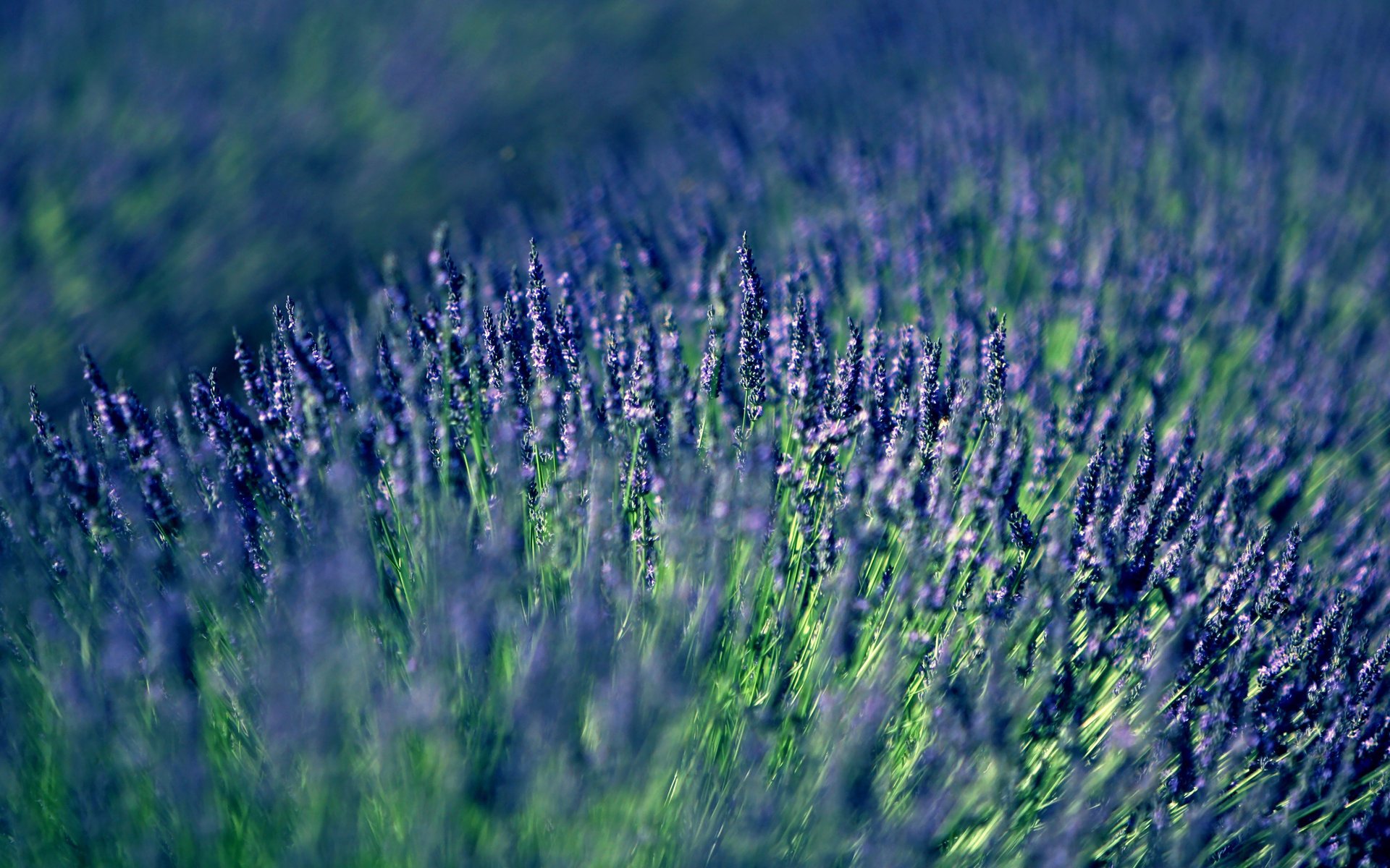 lawenda liliowy lavender