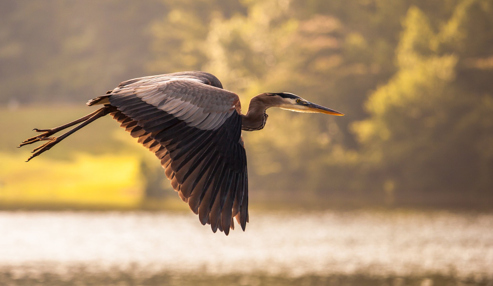 oiseau grue étang eau vol héron