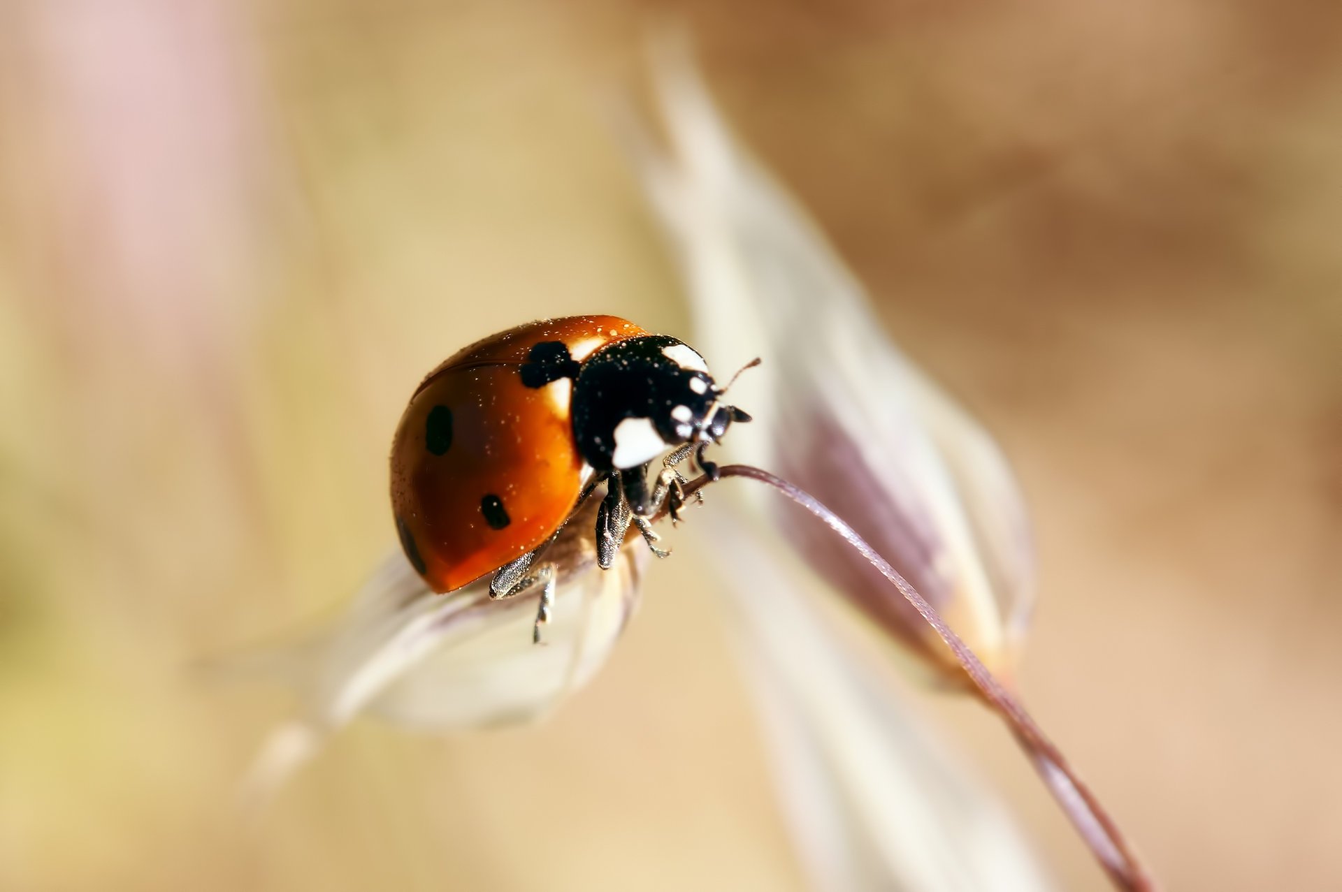 coccinella gambo pianta scarabeo insetto