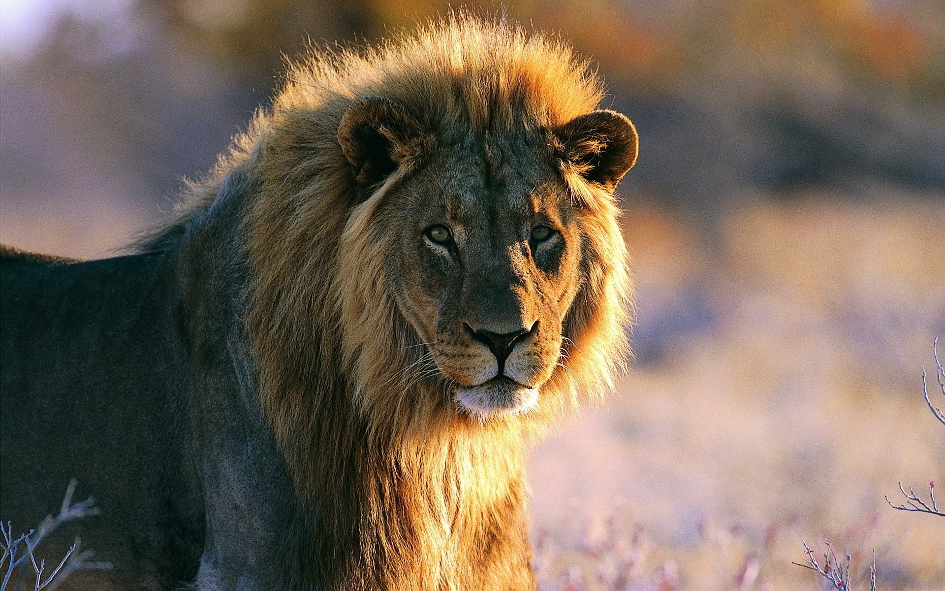 lion crinière debout regardant