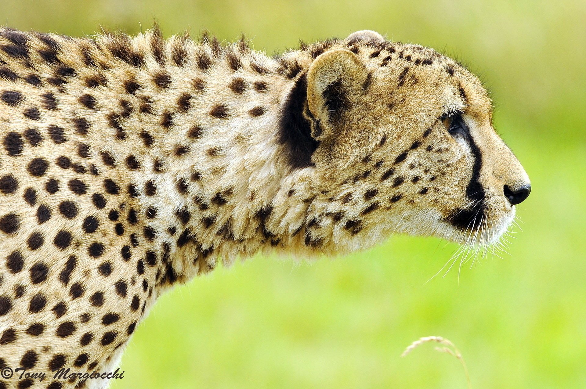 gepard profil skradanie się polowanie pysk